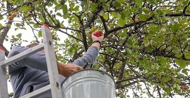 Een appelboom snoeien; stappenplan, tips en verzorging