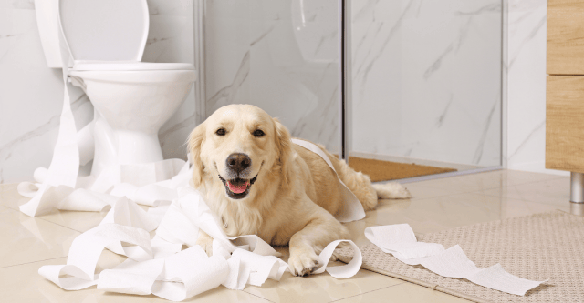 Een rolletje groen: de charme van duurzaam toiletpapier