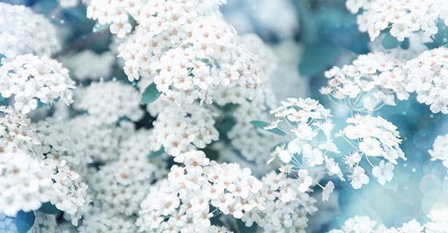 De prachtige sneeuwballen plant; alles wat je moet weten!