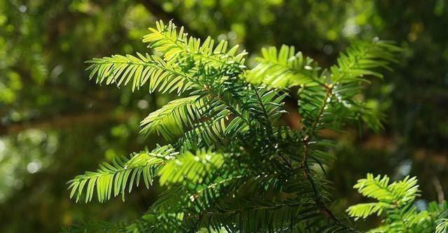 5 tips voor een mooie Taxus haag in je tuin