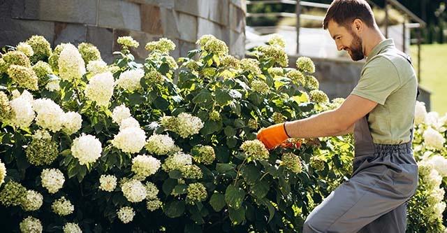 Wanneer moet je een hortensia snoeien?