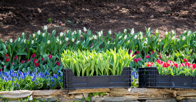 Een tuin aanleggen bij je nieuwe koophuis doe je met deze tips