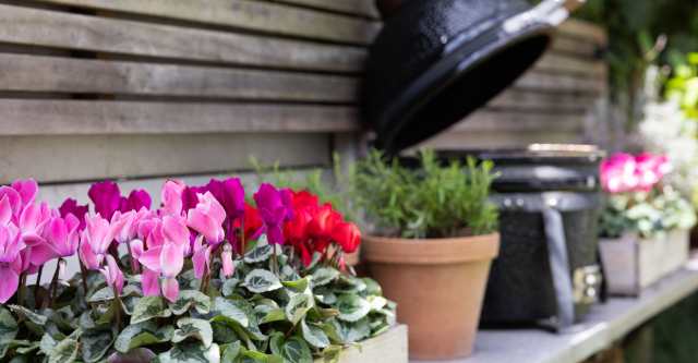 Garden Cyclamen kleuren het najaar