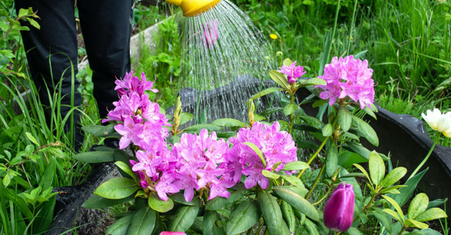 De Rhododendron onderhouden: zo heb je elk jaar een volle bloei!