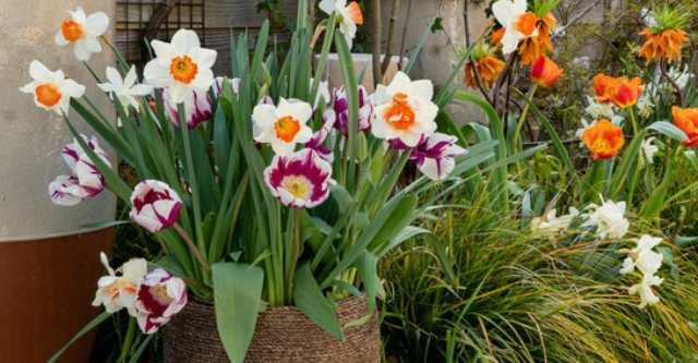 Tuintrend 2027 Brutalism: een stoere tuin met natuurlijke kleuren en voorjaarsbloemen