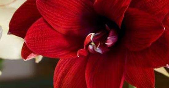 Amaryllis