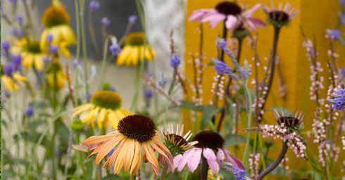 Gezonde planten en bloemen