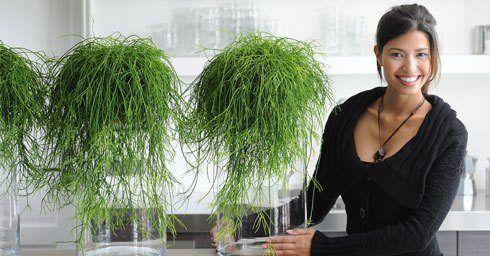 Rhipsalis Woonplant van oktober