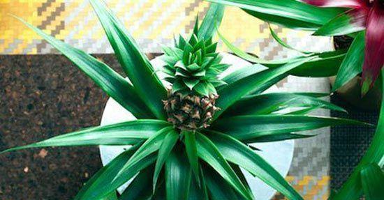 Ananas als kamerplant