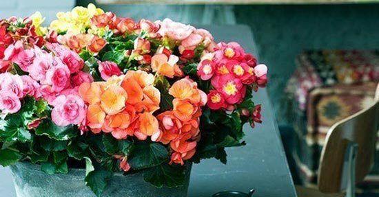 Begonia, Woonplant van oktober