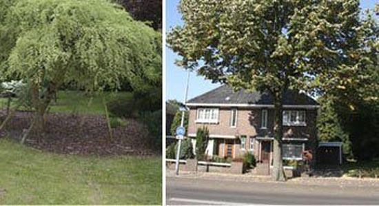 Bomen in de tuin