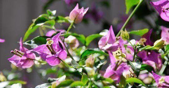 Bougainvillea