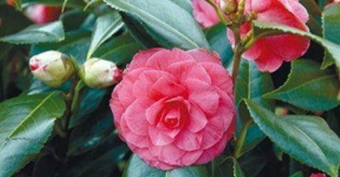 Camelia