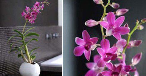 Orchidee