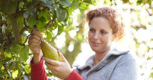 Fruitboom, tuinplant augustus