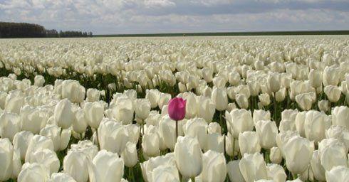 Tuin in de lente