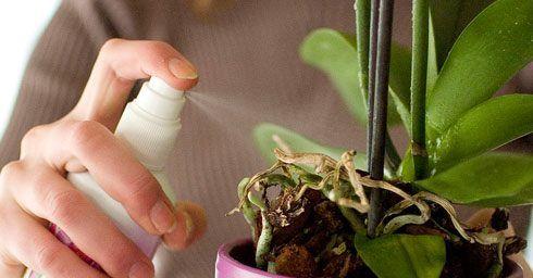 Spray voor Orchidee