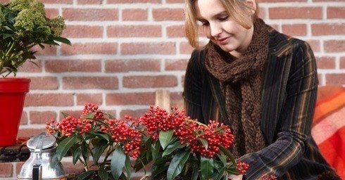 Skimmia bloeit elk seizoen