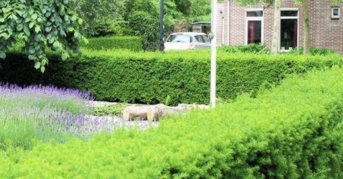 Taxus in de tuin plaatsen