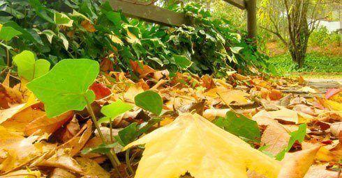 Tuin in de herfst