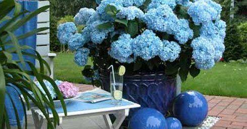 Tuinhortensia