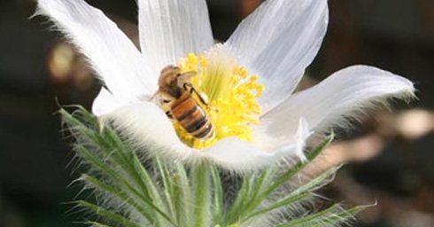 De tuin in de lente