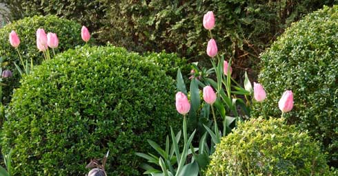 Tuinplant april: Buxus