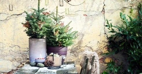 Tuinplant december: Spar