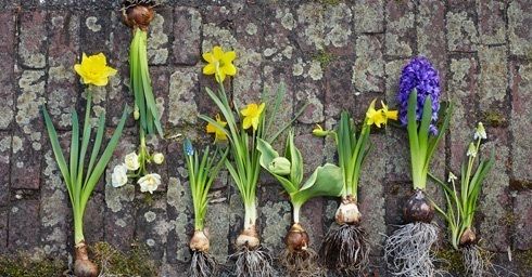 Tuinplant februari