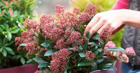 Skimmia boeit elk seizoen