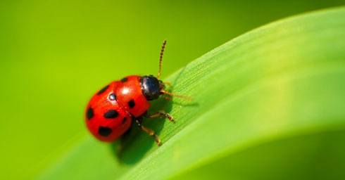 Tuintips zomer