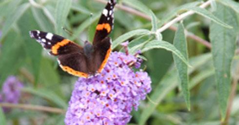 Vlinders in de tuin