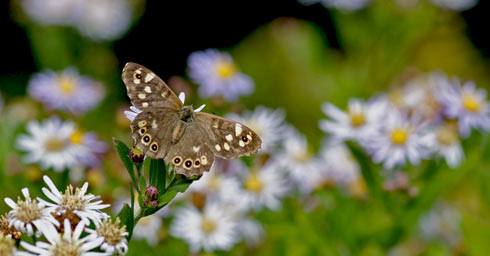 Vlinders in de tuin