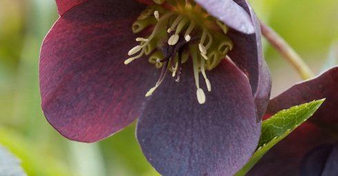 Helleborus