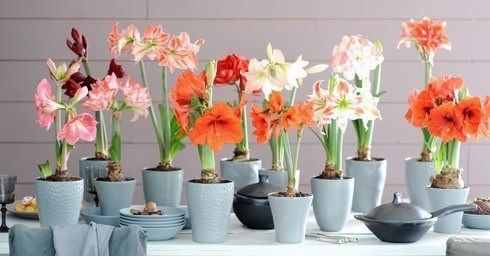 hippeastrum