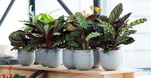 Calathea de Woonplant van de maand.