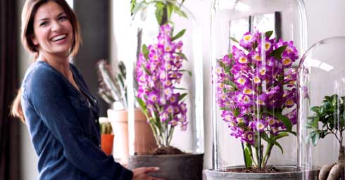 Opbloeien met de orchidee